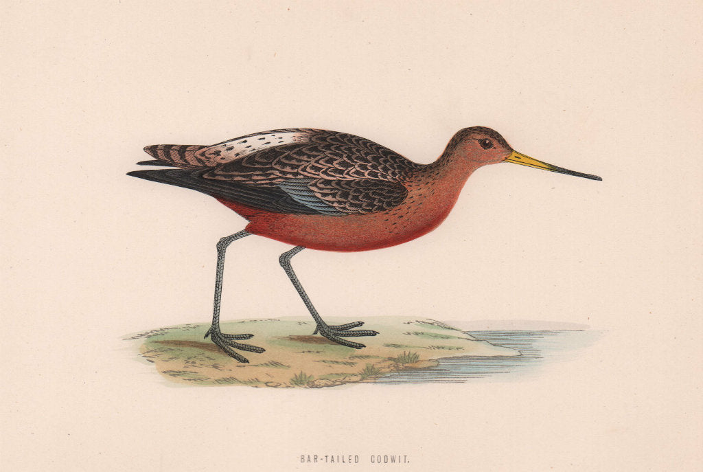 Bar-tailed Godwit. Morris's British Birds. Antique colour print 1870 old